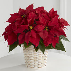 Red Poinsettia