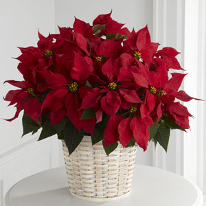 Red Poinsettia