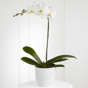 White Orchid